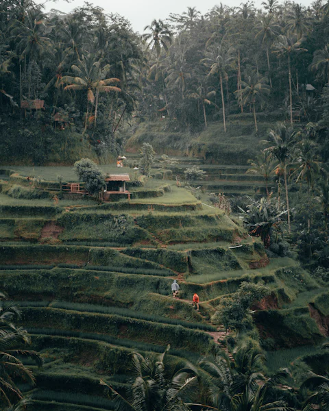 Rice terraces